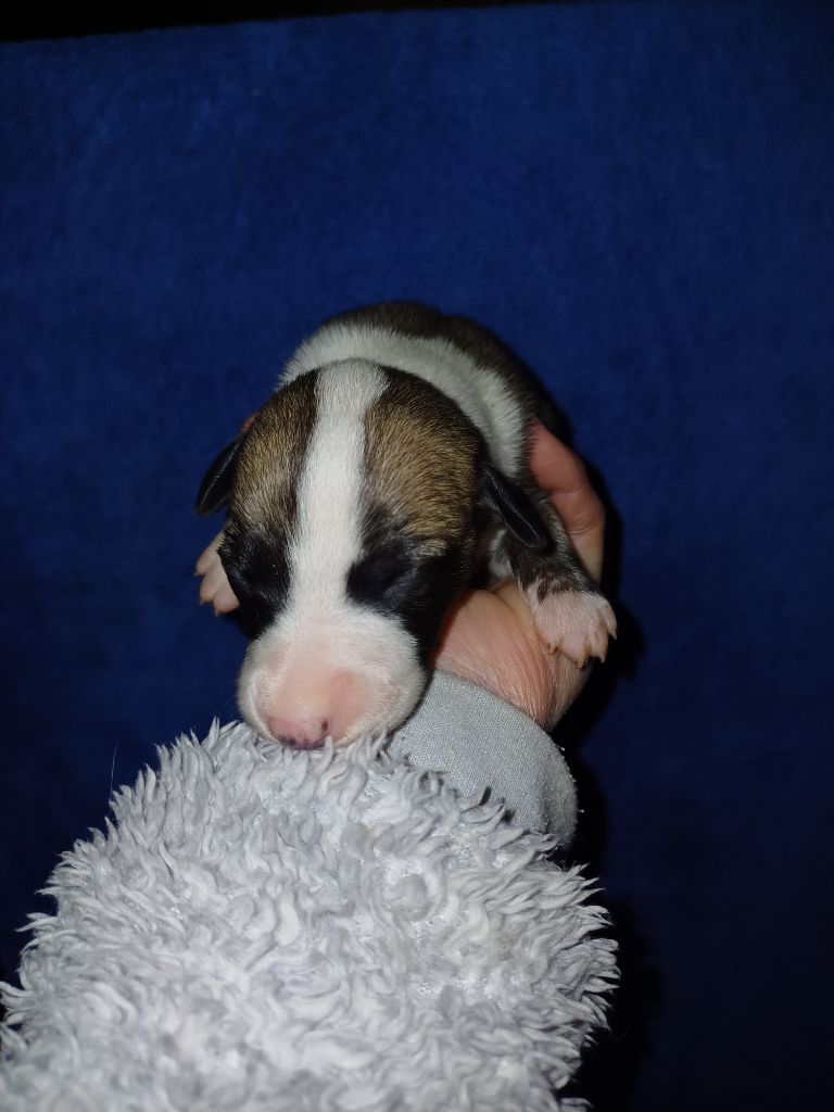 De Lev'horse - Chiot disponible  - Whippet