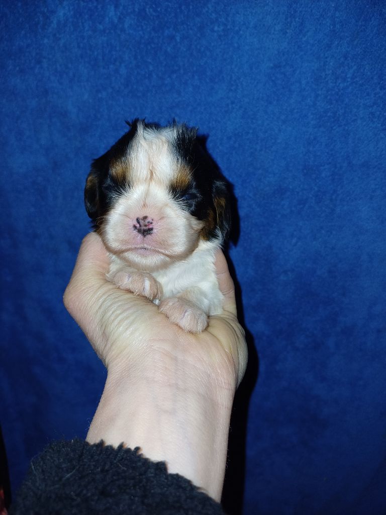 chiot Cavalier King Charles Spaniel De Lev'horse