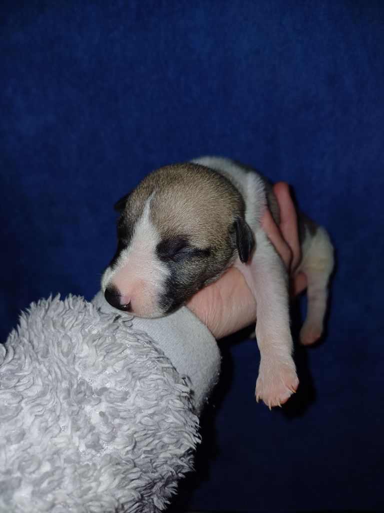 De Lev'horse - Chiot disponible  - Whippet