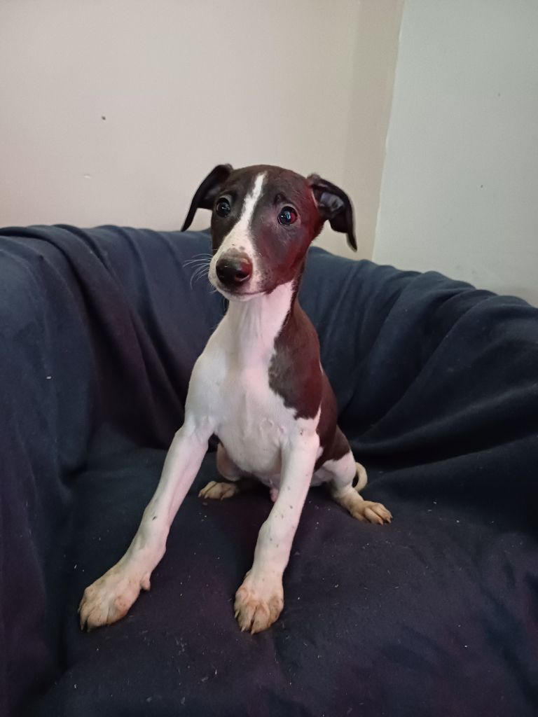 De Lev'horse - Chiot disponible  - Whippet