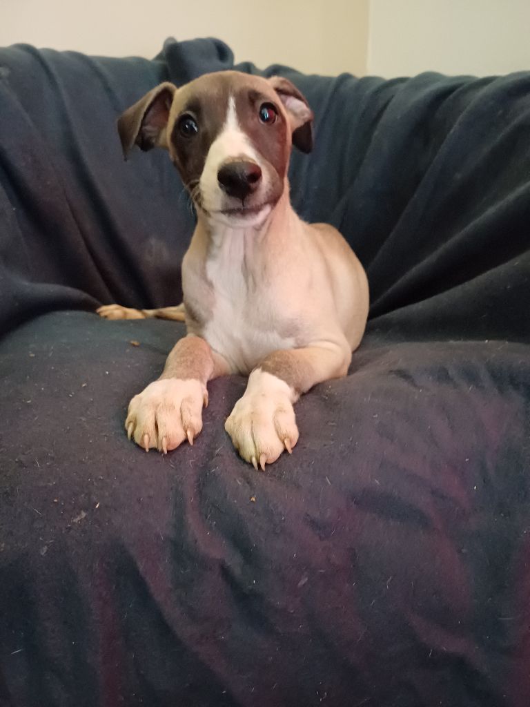 De Lev'horse - Chiot disponible  - Whippet