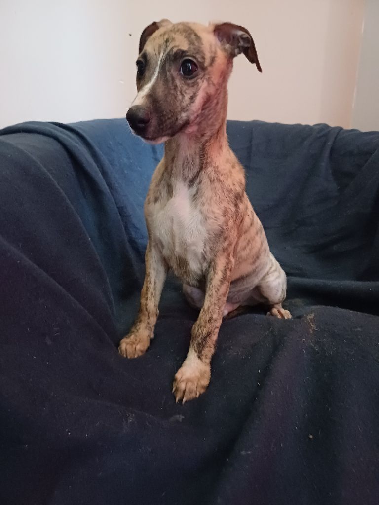 De Lev'horse - Chiot disponible  - Whippet