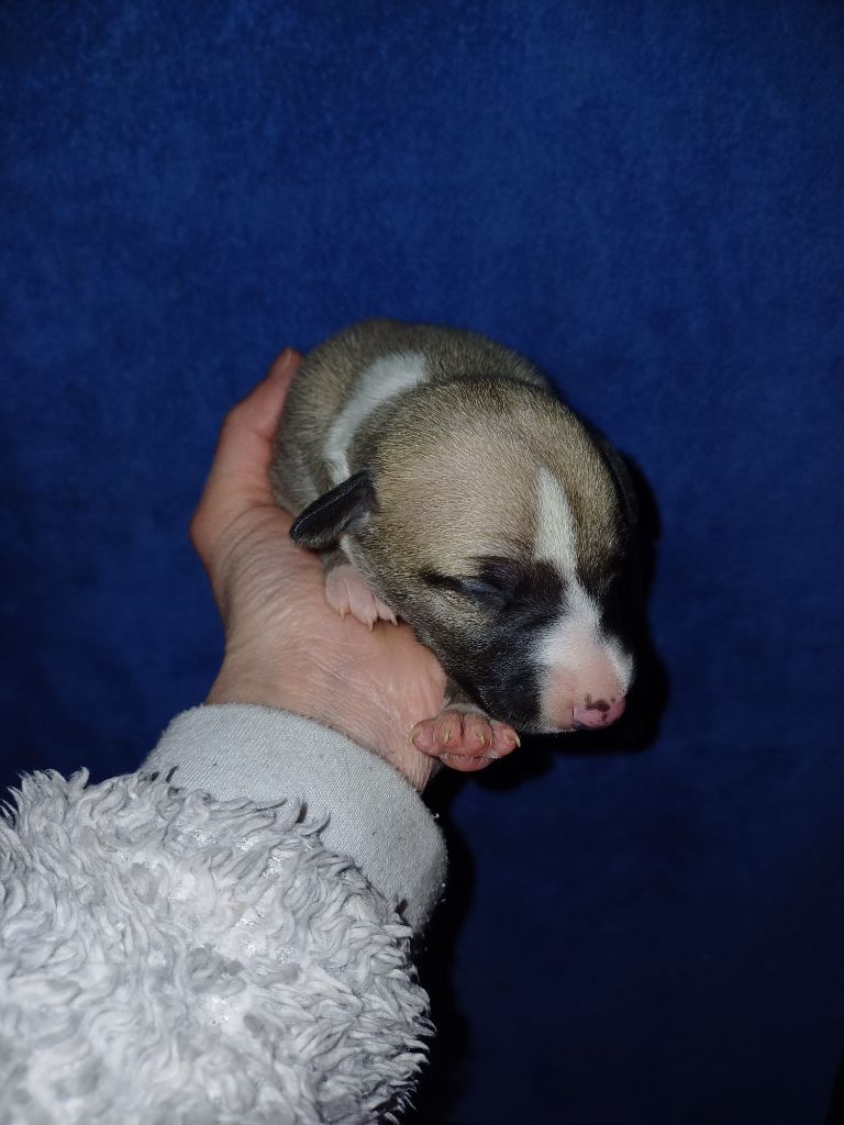 De Lev'horse - Chiot disponible  - Whippet