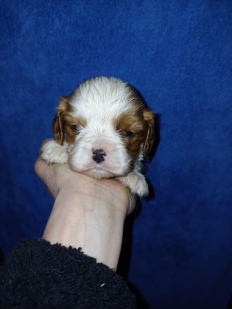 chiot Cavalier King Charles Spaniel De Lev'horse