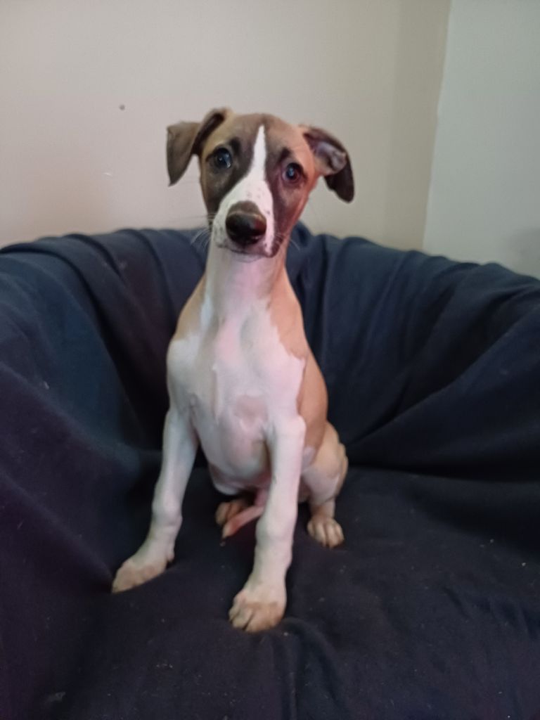 De Lev'horse - Chiot disponible  - Whippet