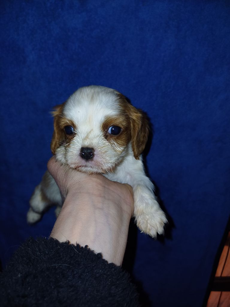 chiot Cavalier King Charles Spaniel De Lev'horse