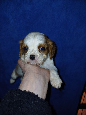 De Lev'horse - Cavalier King Charles Spaniel - Portée née le 01/12/2024