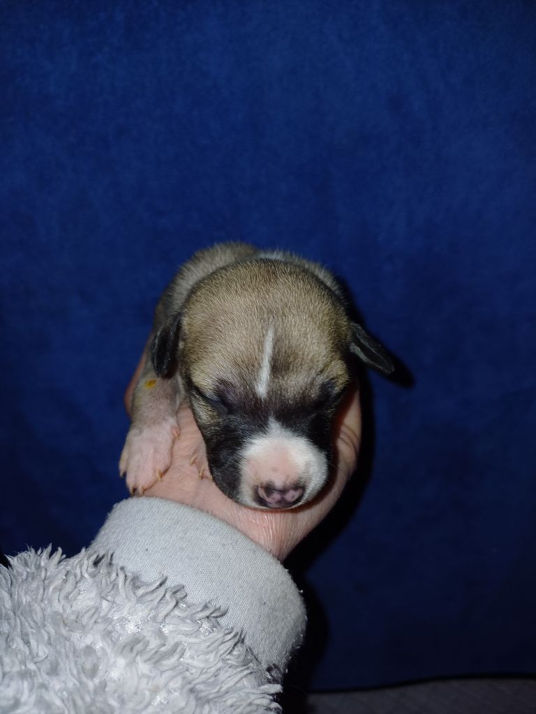 De Lev'horse - Chiot disponible  - Whippet