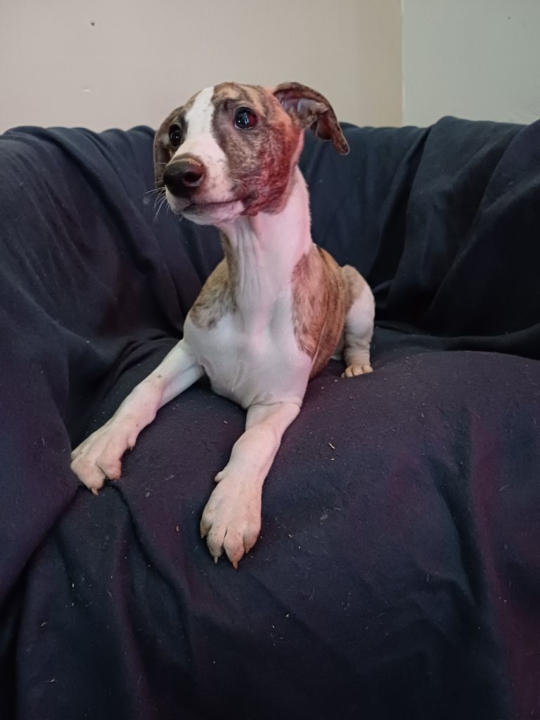 De Lev'horse - Chiot disponible  - Whippet