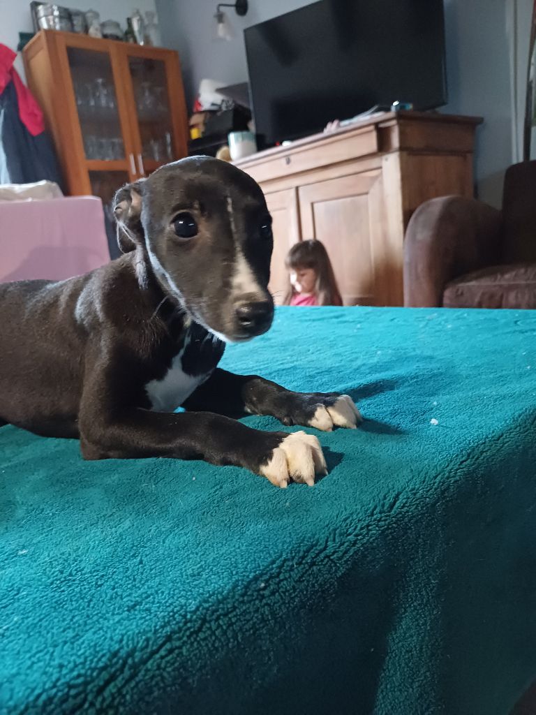 De Lev'horse - Chiot disponible  - Whippet