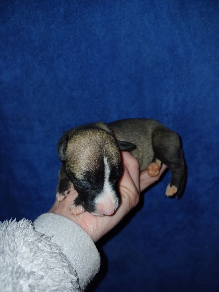 De Lev'horse - Chiot disponible  - Whippet