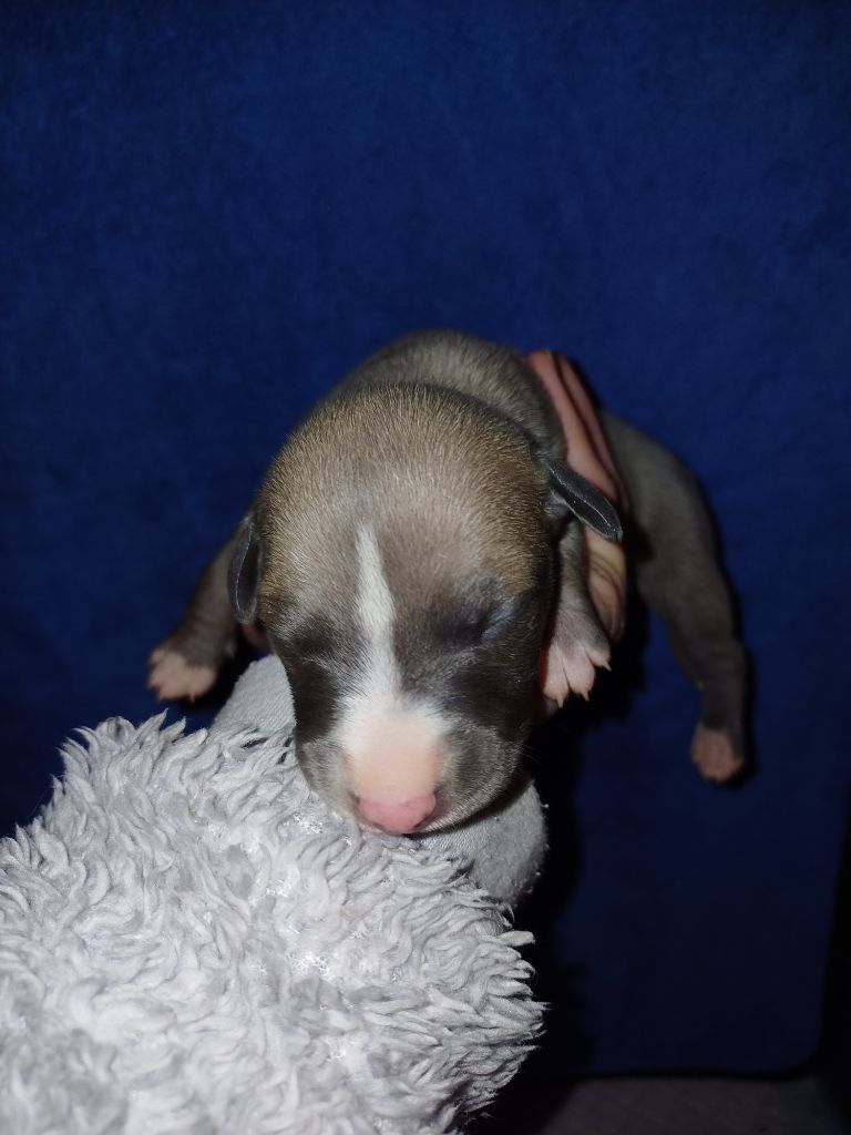 De Lev'horse - Chiot disponible  - Whippet