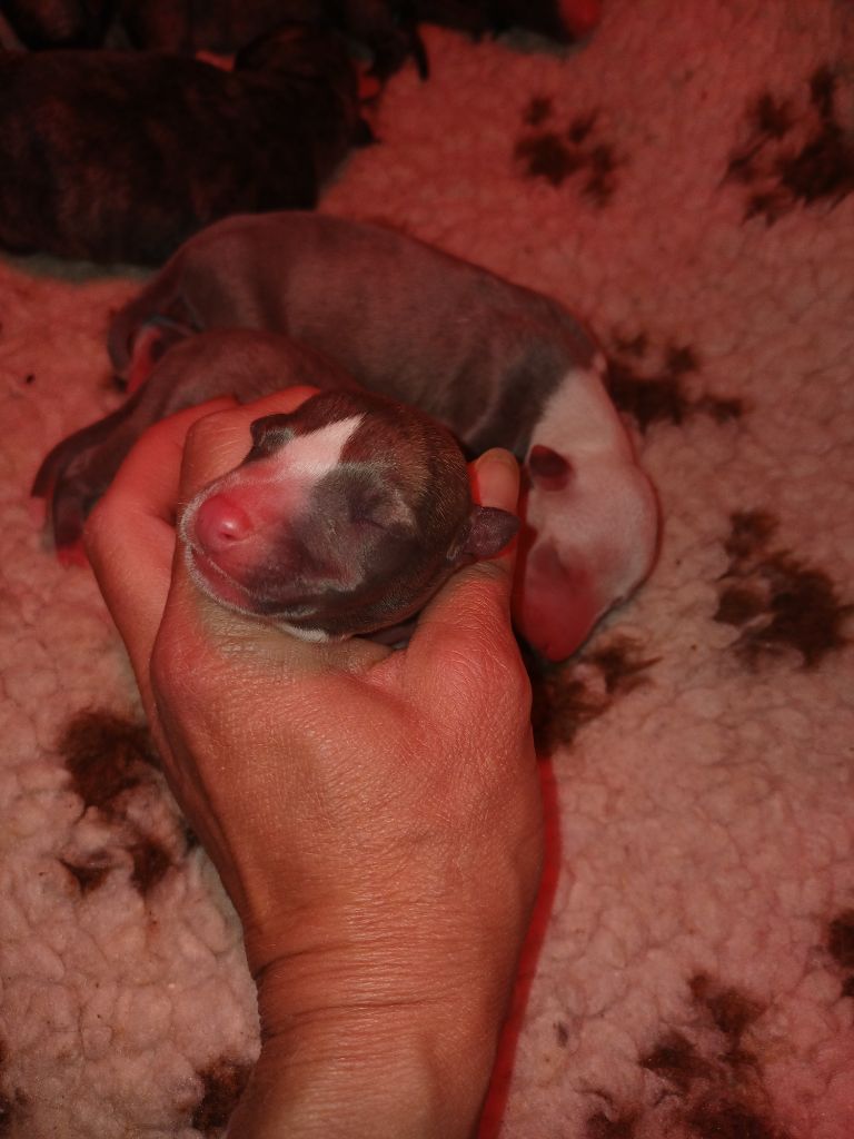 De Lev'horse - Chiots disponibles - Whippet