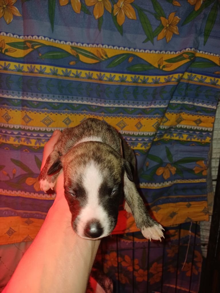 De Lev'horse - Chiots disponibles - Whippet
