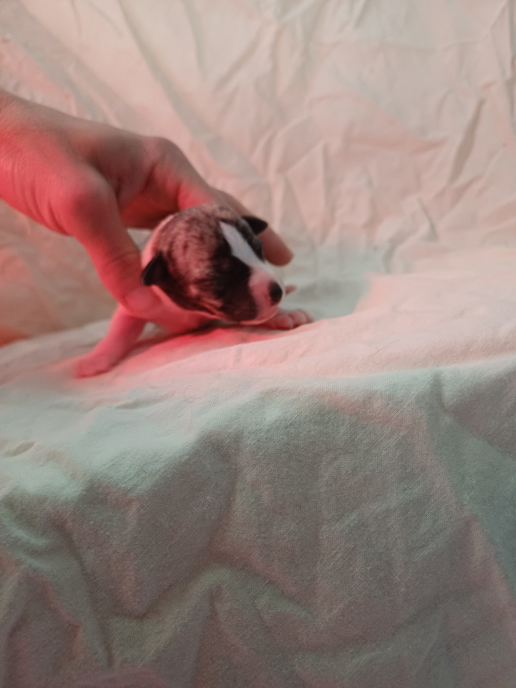 De Lev'horse - Chiots disponibles - Whippet