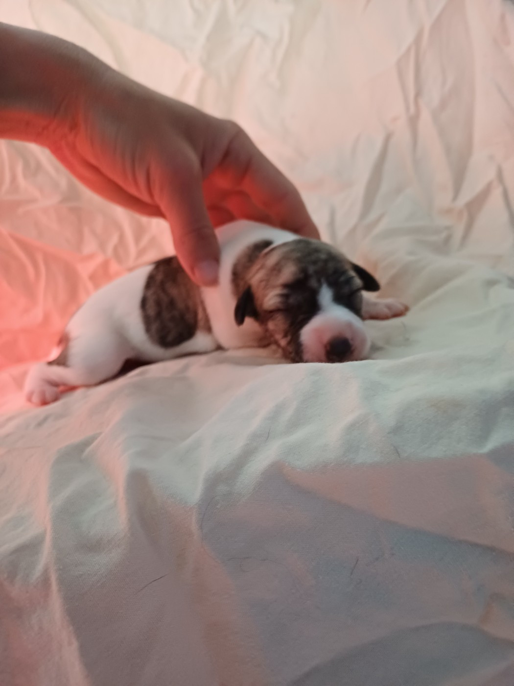 De Lev'horse - Chiots disponibles - Whippet