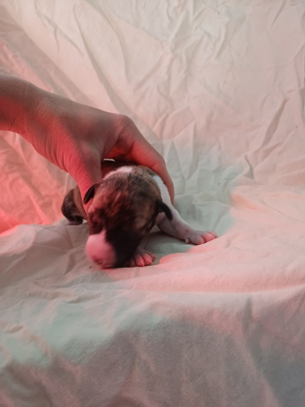 De Lev'horse - Chiots disponibles - Whippet
