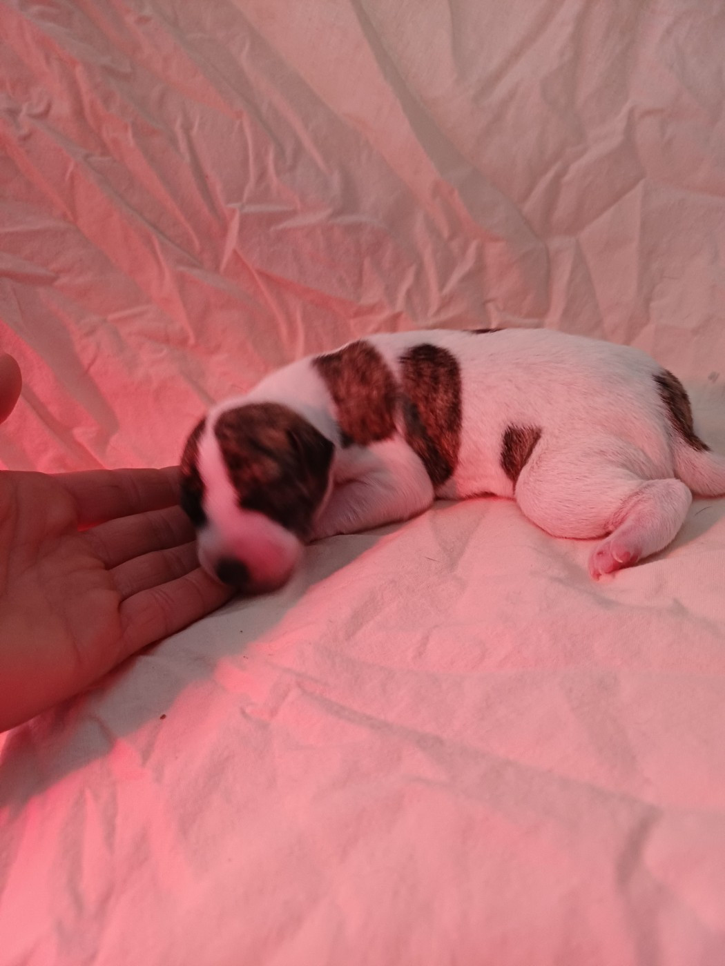 De Lev'horse - Chiots disponibles - Whippet