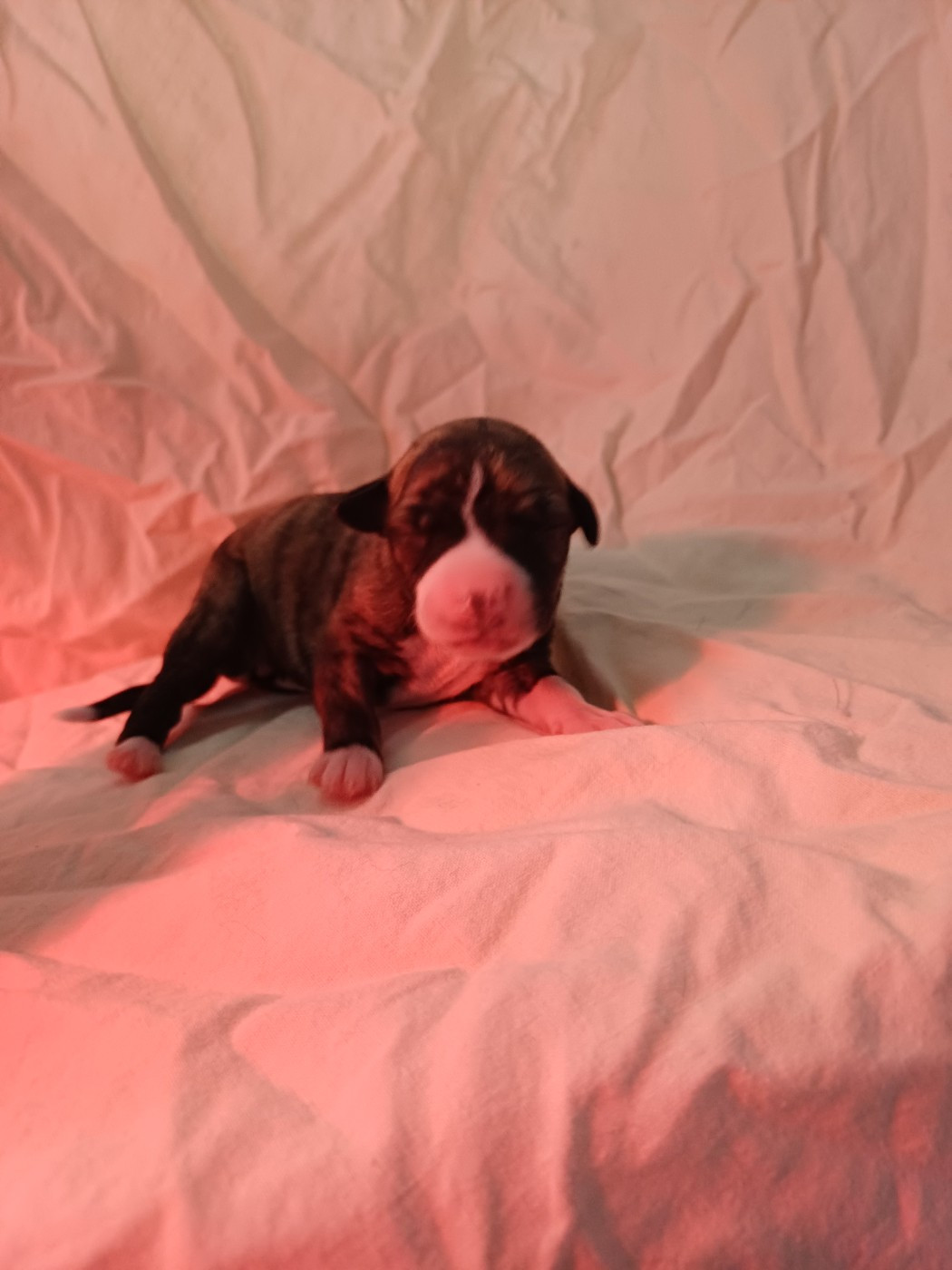 De Lev'horse - Chiots disponibles - Whippet