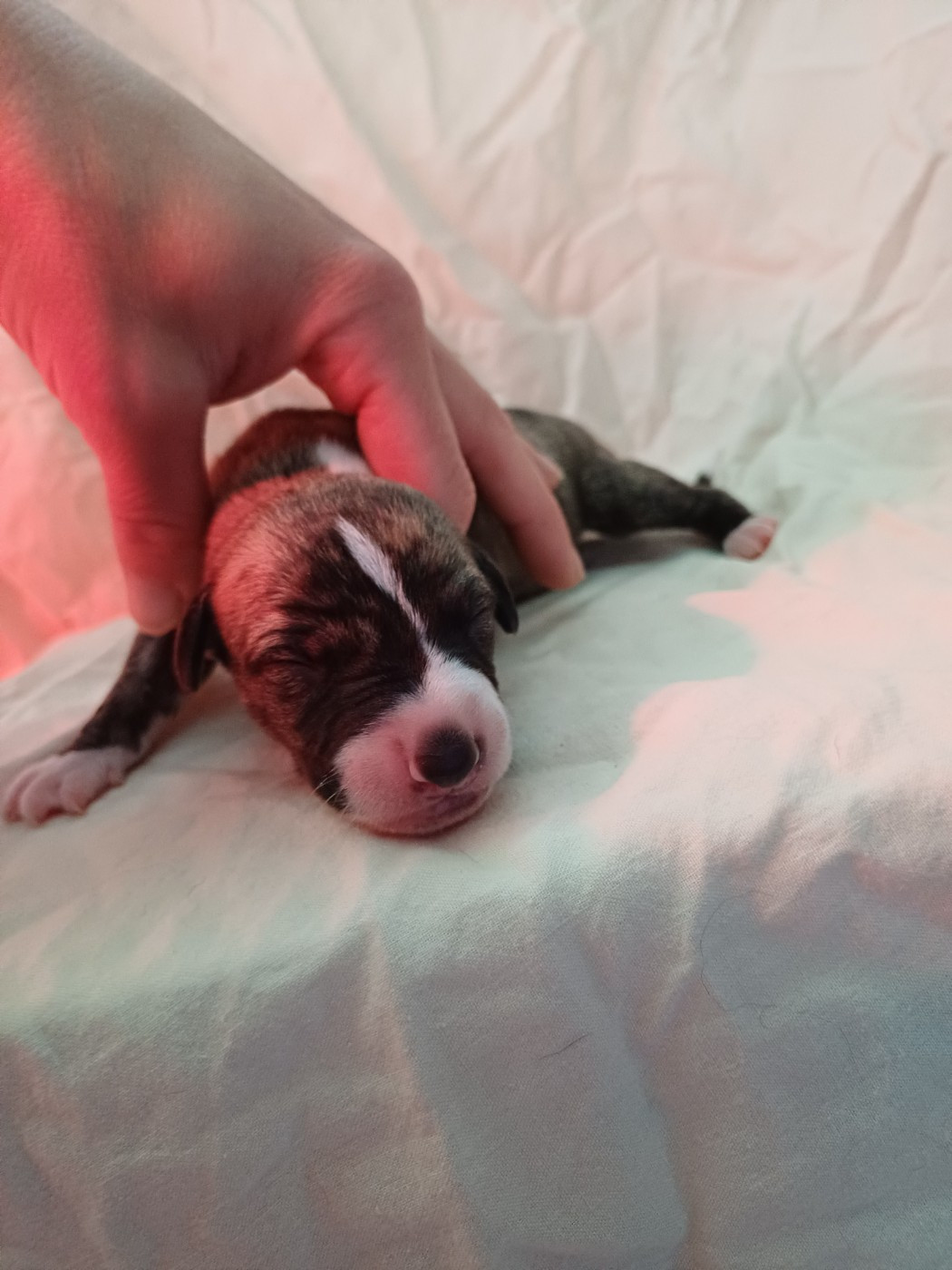 De Lev'horse - Chiots disponibles - Whippet