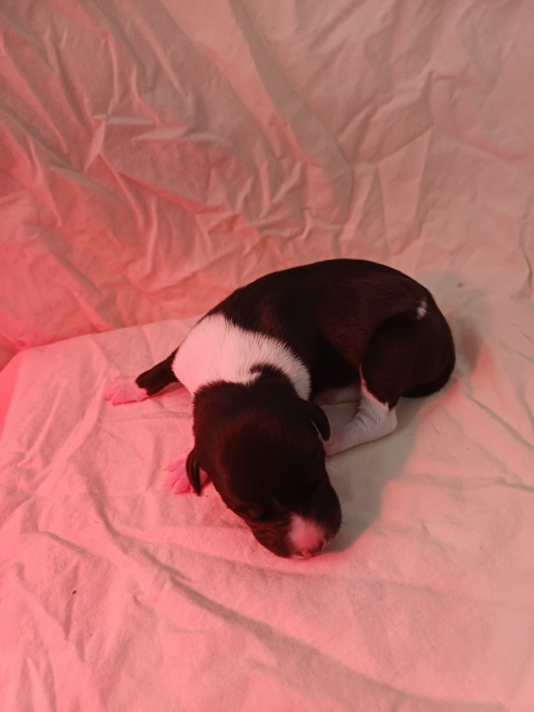 De Lev'horse - Chiots disponibles - Whippet