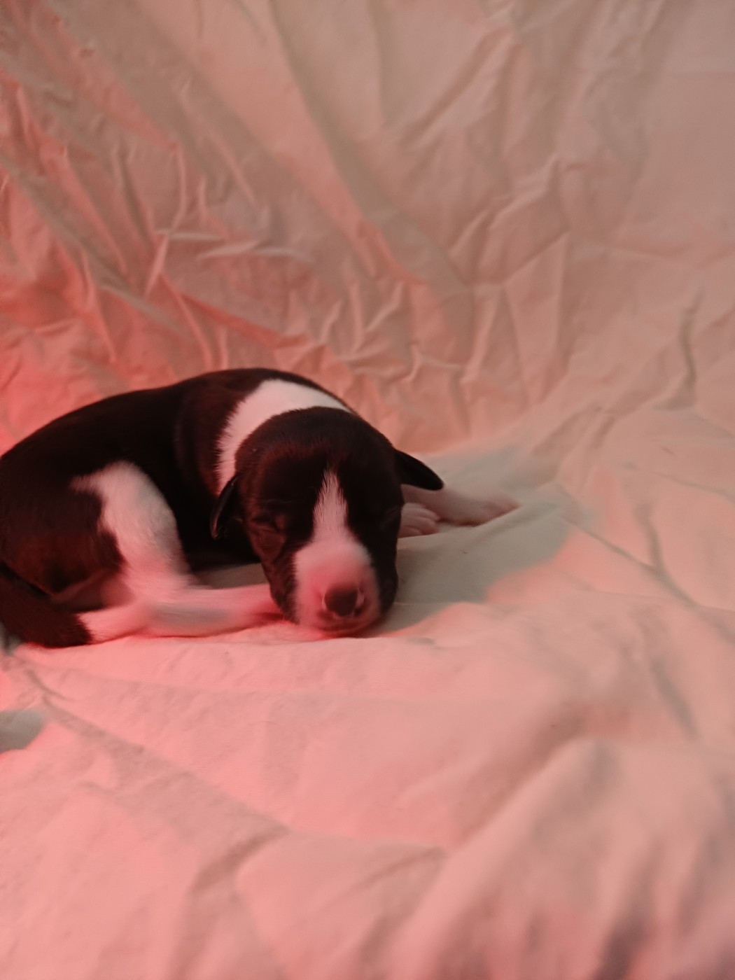 De Lev'horse - Chiots disponibles - Whippet