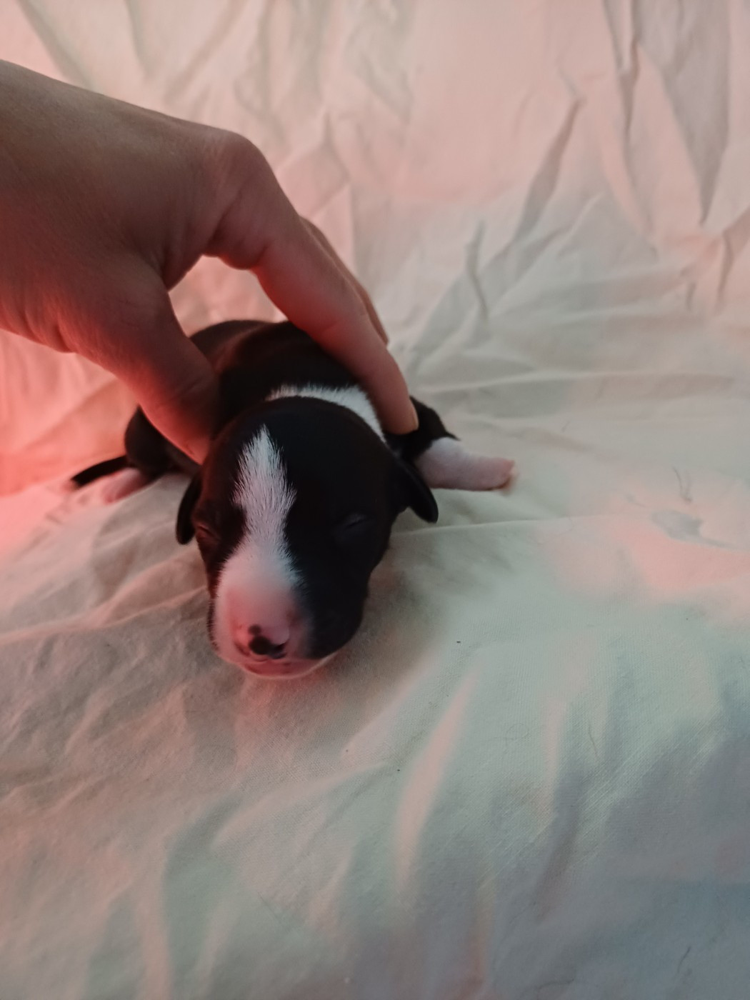 De Lev'horse - Chiots disponibles - Whippet