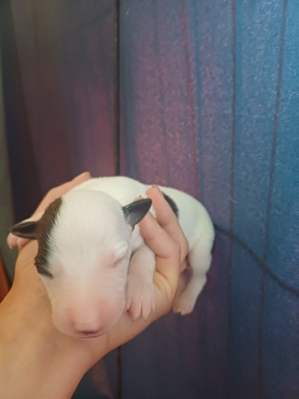 De Lev'horse - Chiots disponibles - Whippet