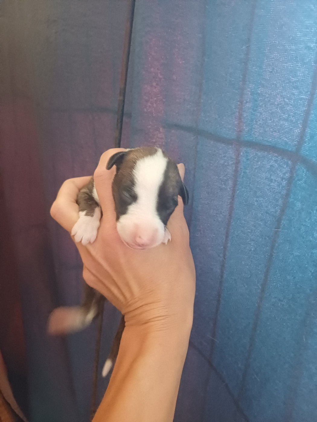 De Lev'horse - Chiots disponibles - Whippet