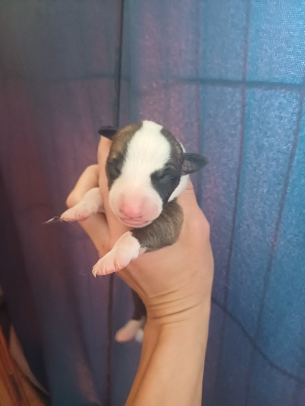 De Lev'horse - Chiots disponibles - Whippet