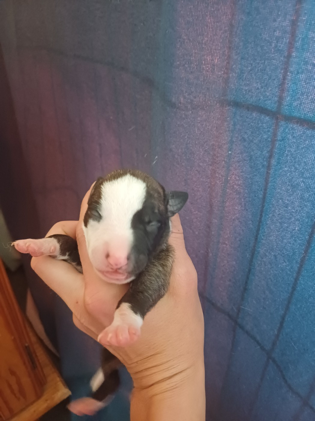 De Lev'horse - Chiots disponibles - Whippet