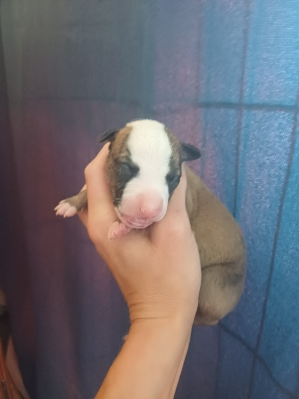 De Lev'horse - Chiots disponibles - Whippet