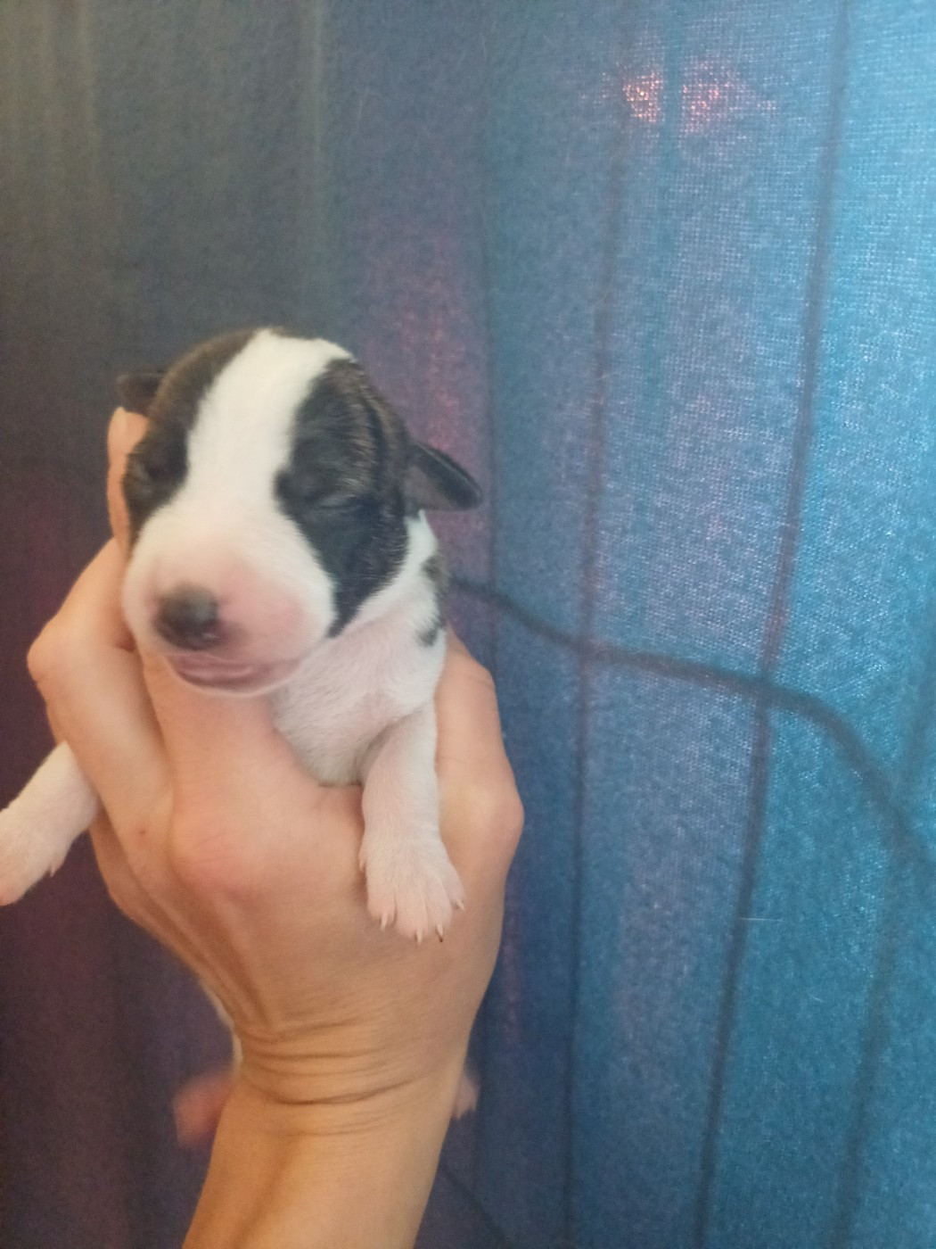 De Lev'horse - Chiots disponibles - Whippet