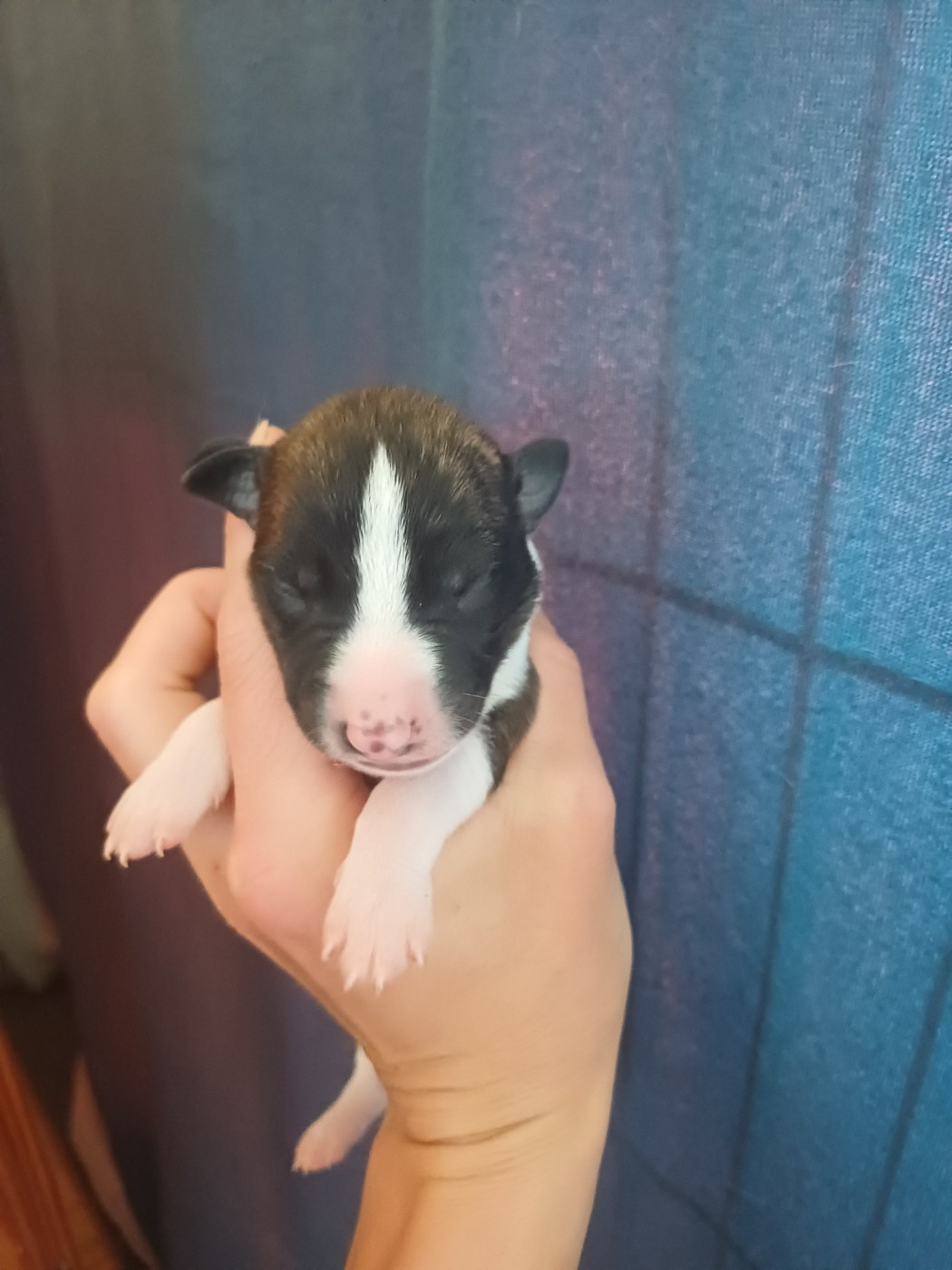 De Lev'horse - Chiots disponibles - Whippet
