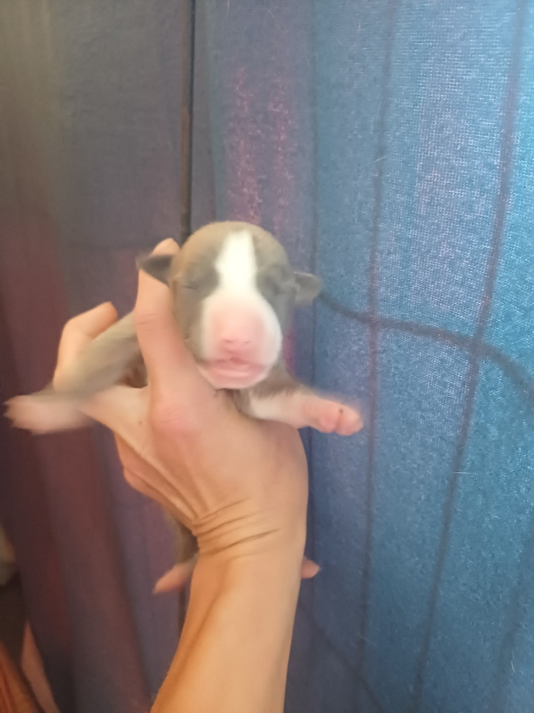De Lev'horse - Chiots disponibles - Whippet