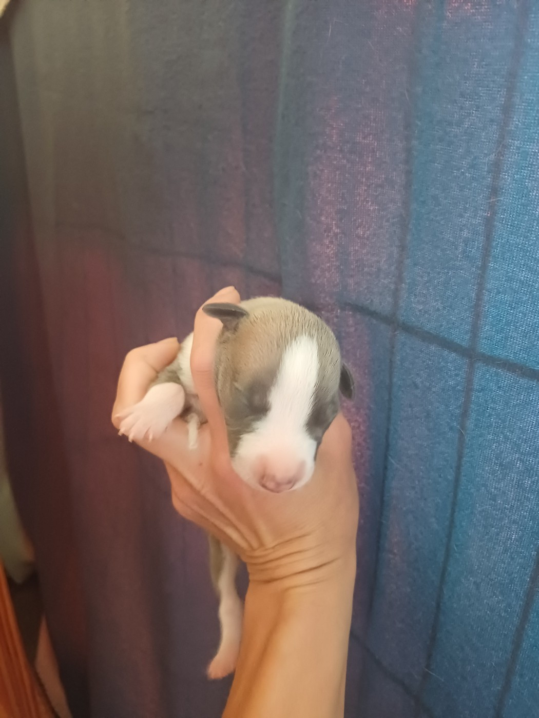 De Lev'horse - Chiots disponibles - Whippet