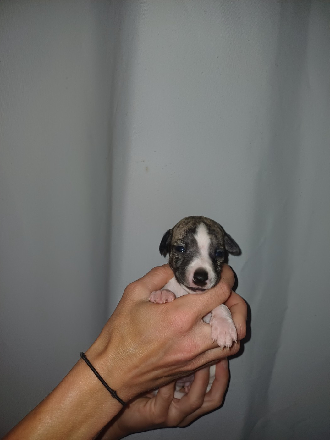 De Lev'horse - Chiots disponibles - Whippet