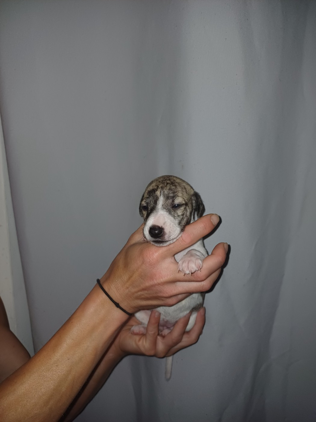 De Lev'horse - Chiots disponibles - Whippet
