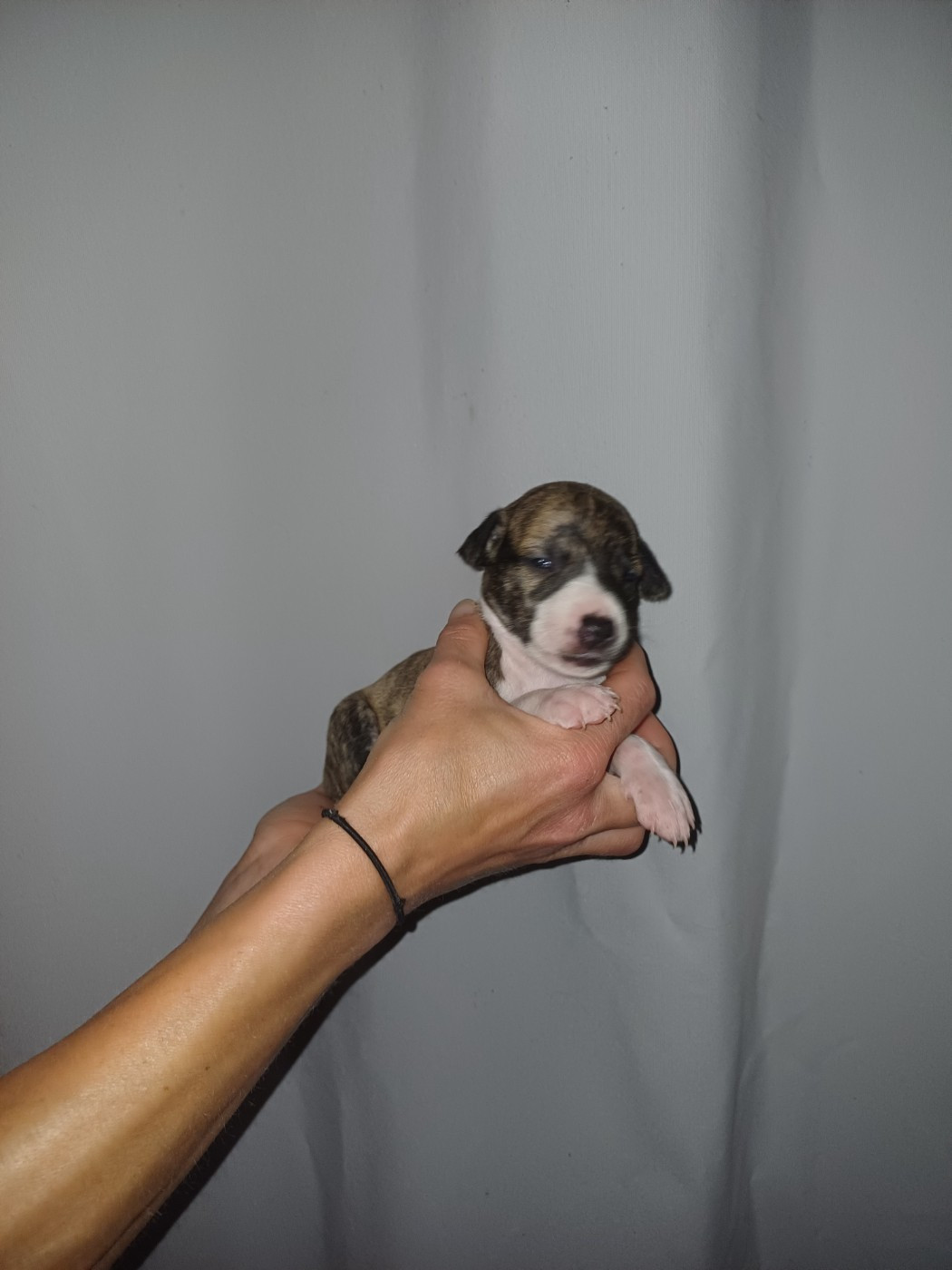 De Lev'horse - Chiots disponibles - Whippet