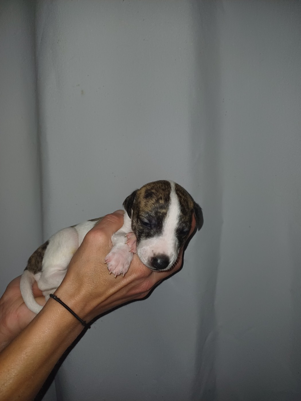 De Lev'horse - Chiots disponibles - Whippet