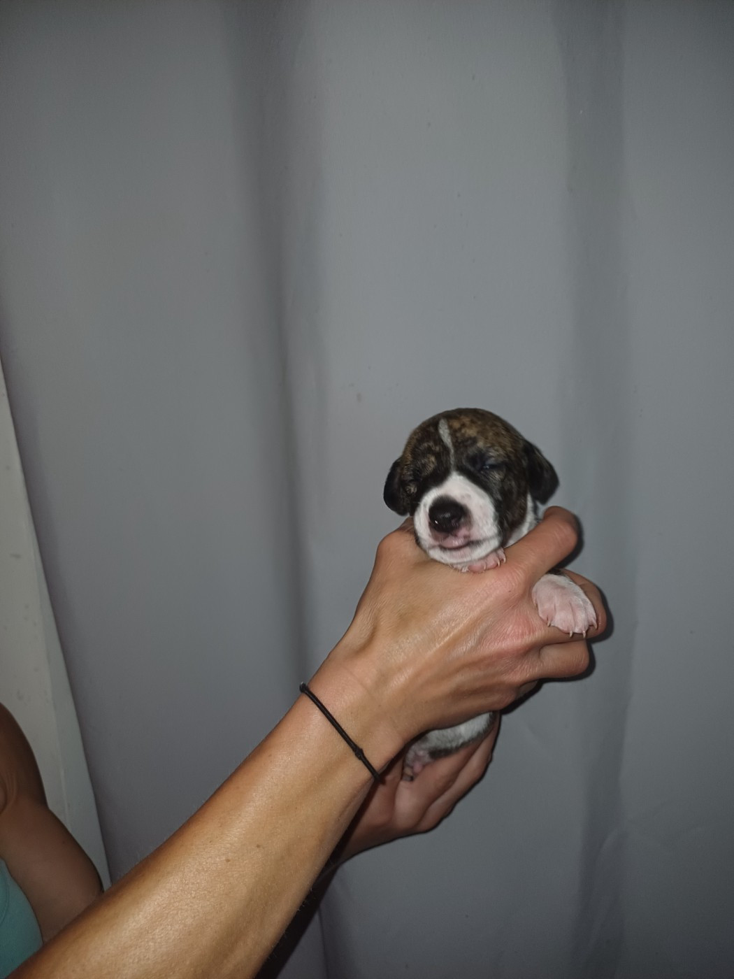 De Lev'horse - Chiots disponibles - Whippet