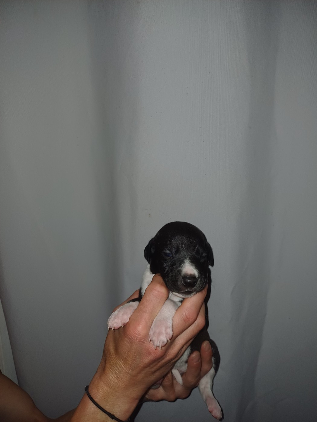 De Lev'horse - Chiots disponibles - Whippet