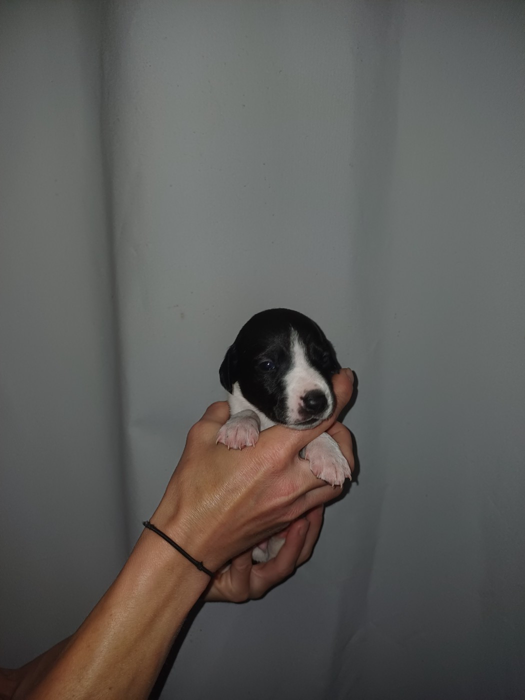 De Lev'horse - Chiots disponibles - Whippet