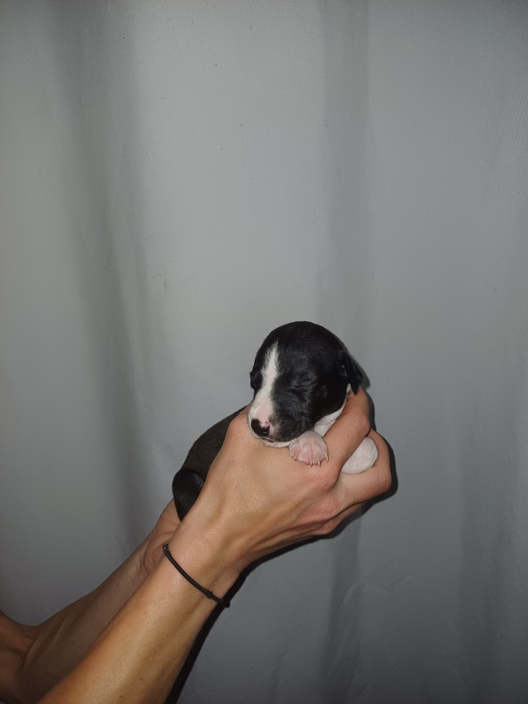 De Lev'horse - Chiots disponibles - Whippet