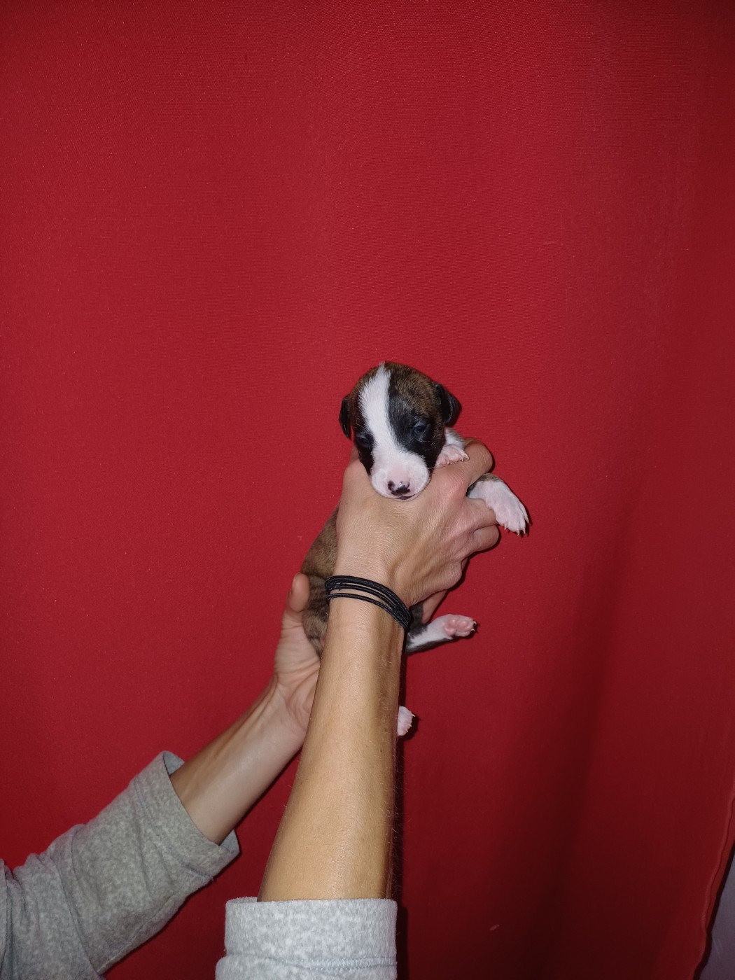 De Lev'horse - Chiots disponibles - Whippet