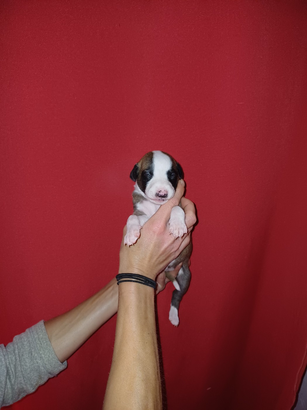 De Lev'horse - Chiots disponibles - Whippet