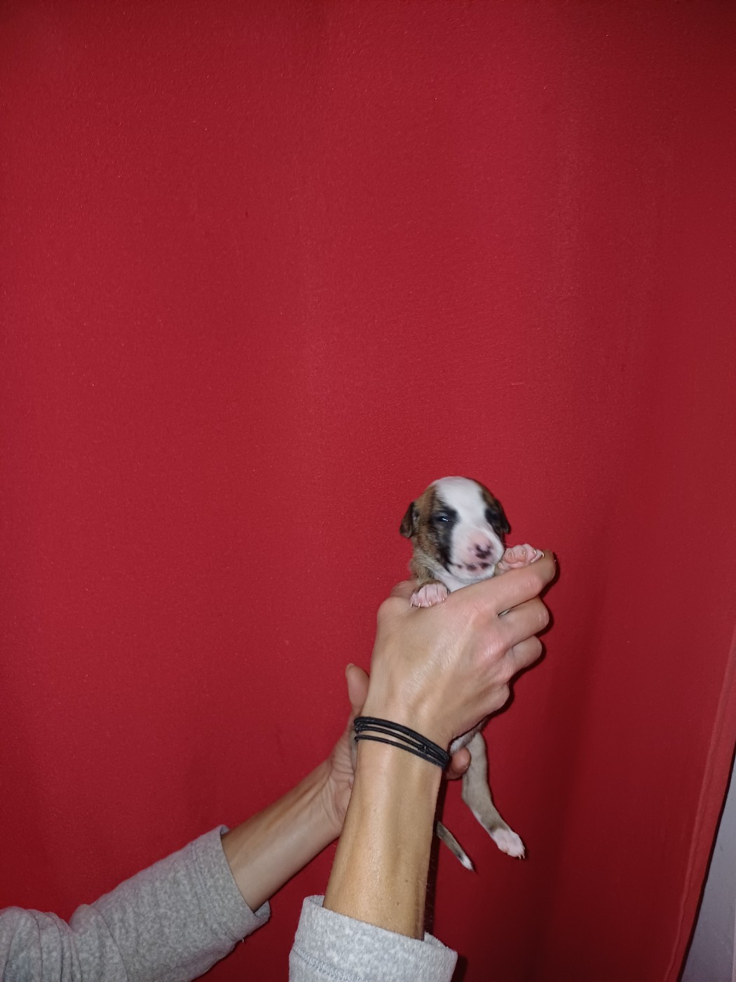 De Lev'horse - Chiots disponibles - Whippet