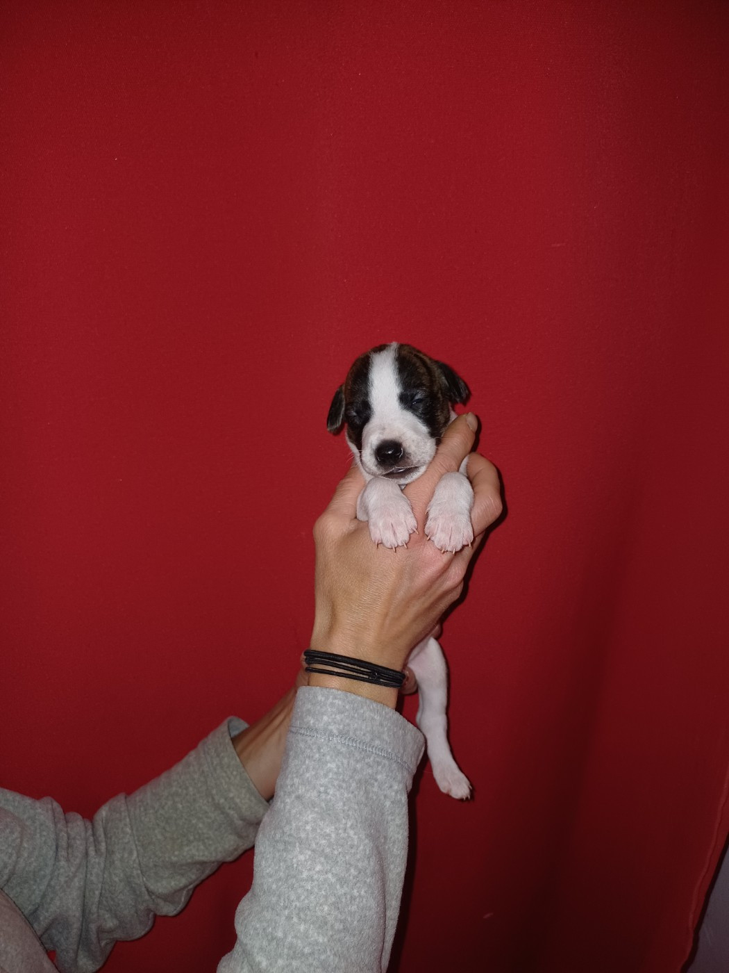 De Lev'horse - Chiots disponibles - Whippet