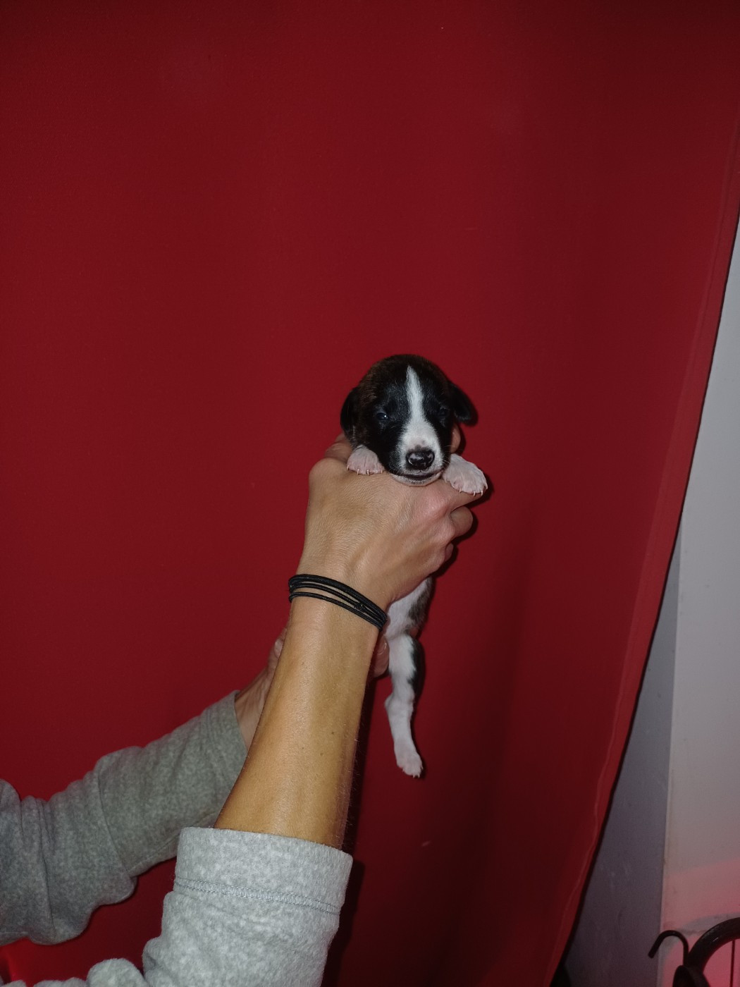 De Lev'horse - Chiots disponibles - Whippet