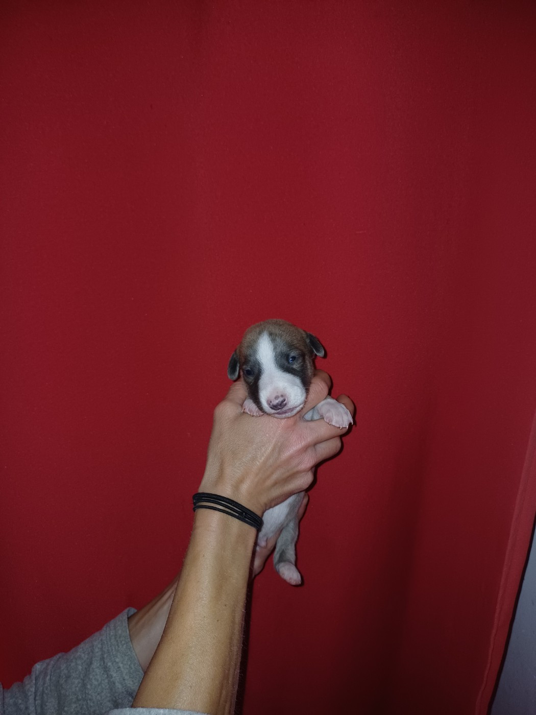 De Lev'horse - Chiots disponibles - Whippet